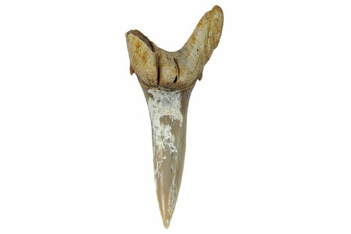 Fossil Sand Tiger Shark Tooth (Carcharias) - Angola #259468